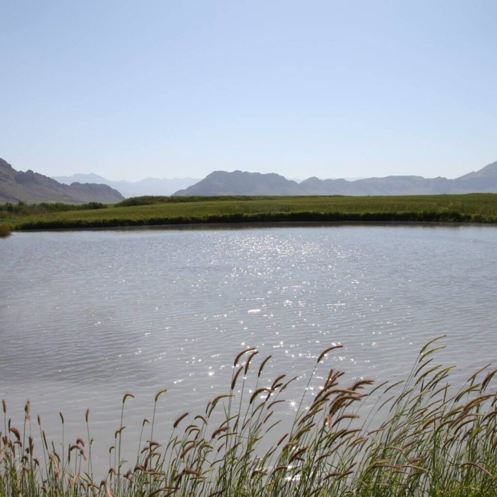گۆمی گەناو